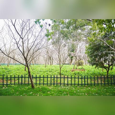 长颈鸟喙 第2页