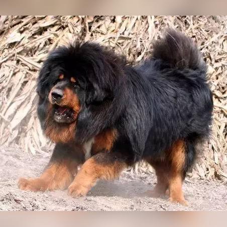 世界狗狗比赛排名，世界犬类比赛完整视频