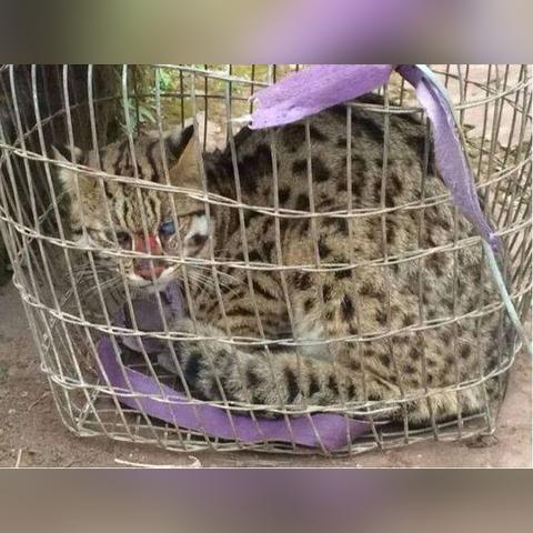 自贡万达丢狗事件引发社会关注，呼吁关注动物权益保护意识觉醒