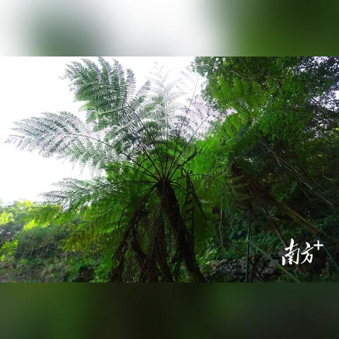 梅州市砍树工人的生活变迁，自然与人文的交融发展之路