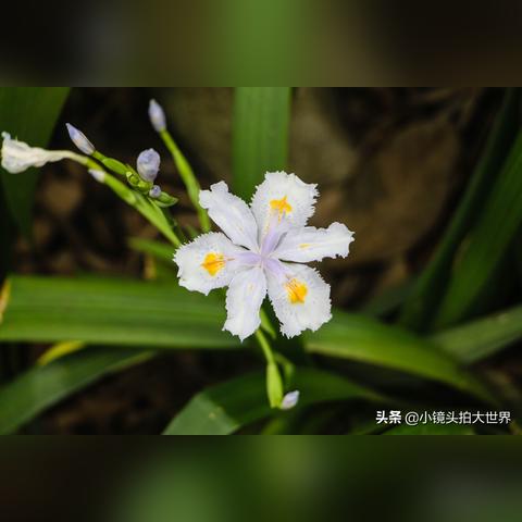 柳州盘古庙会未来发展未定，是否搬迁待评估解读